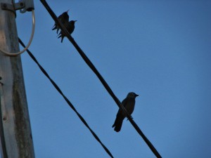 Staren har kommit Söndag 20130414
