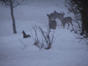 Rådjur och ekorre på morgonen idag