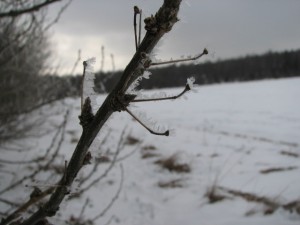 Rimfrost i närbild