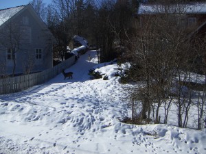 Rådjur vid Bruksgatan i solskenet idag. 