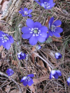 Blåsipporna blommar för fullt.