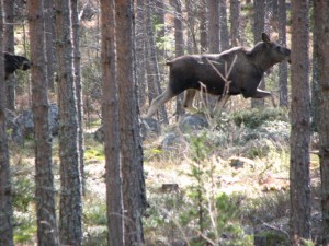Älg på språng idag