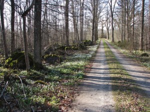 Massor av vitsippor nu 20130505