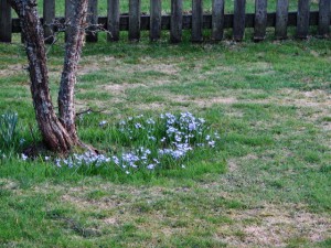 Scilla och gräset som börjar grönska...härlig årstid.