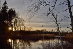 DSC_0241