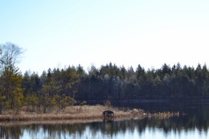DSC_0406 (1500x1000)