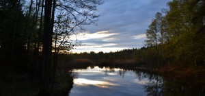 Vecklevad 20140510