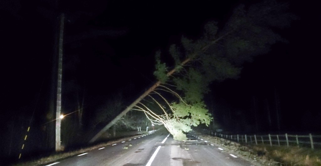 Träd hängande i teleledning efter nattens storm