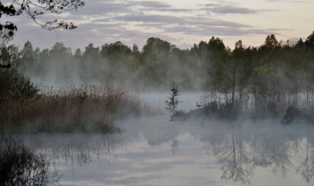 Vecklevad på morgonen 20150516. 