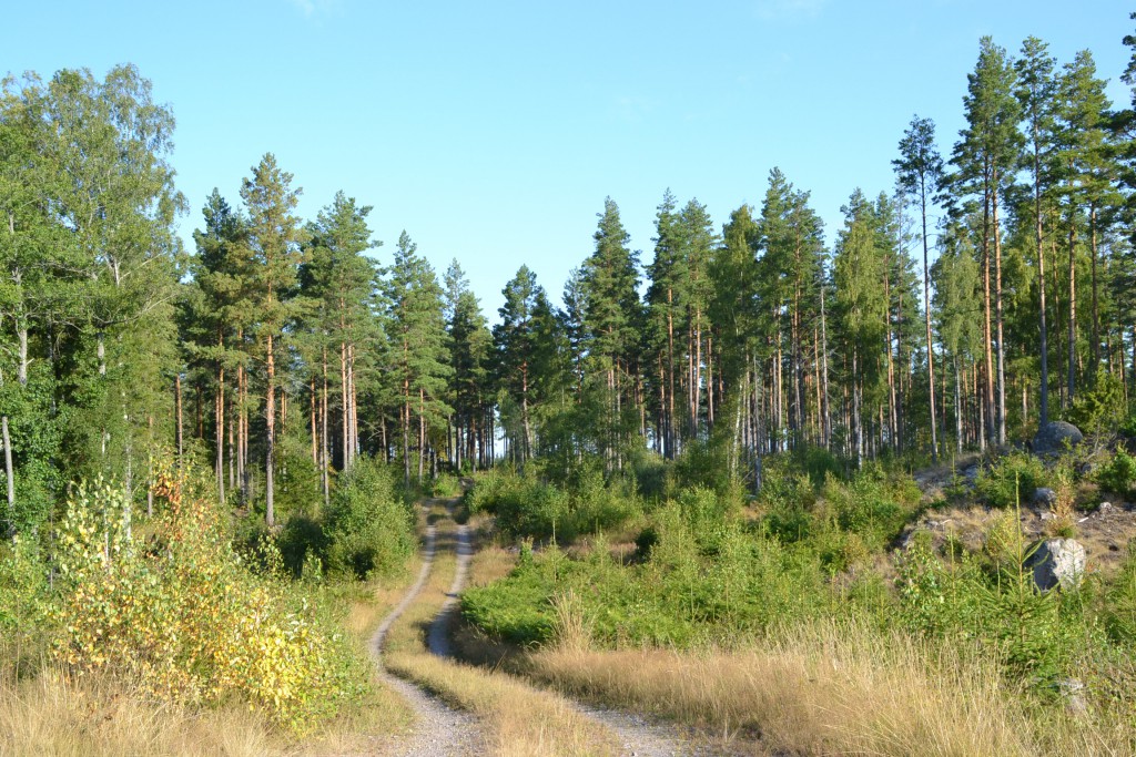 Solen har "bränt bort" dimman på morgonen.