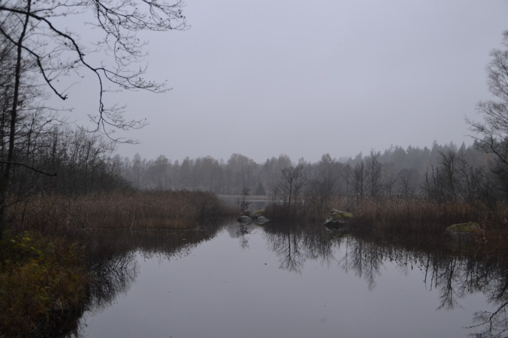 Disigt och dimma på morgonen