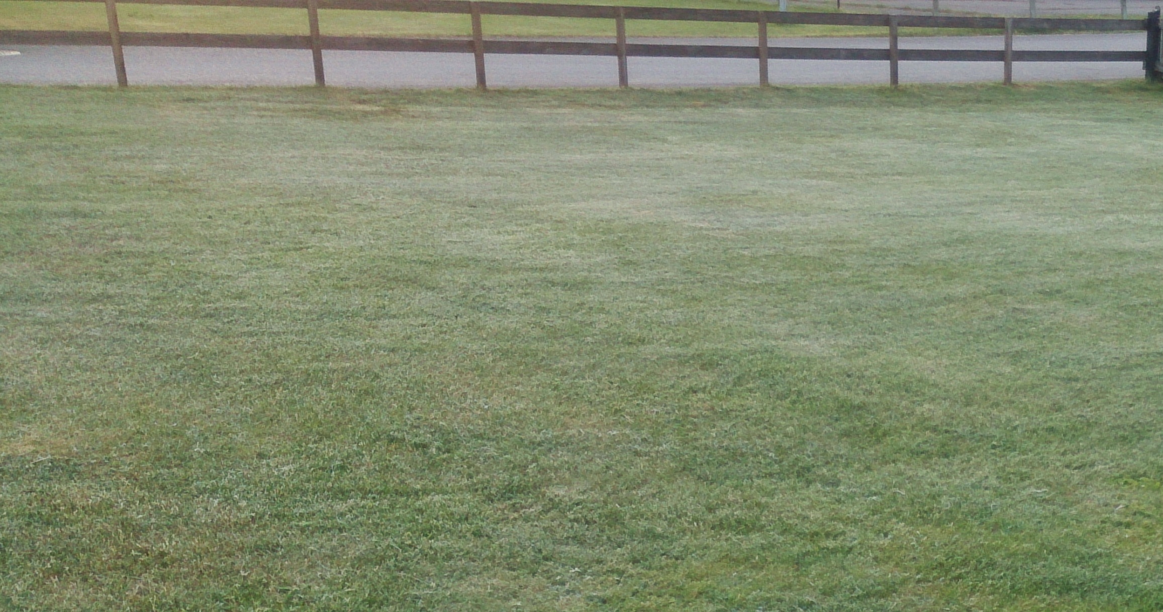 Frost i gräset på morgonen.