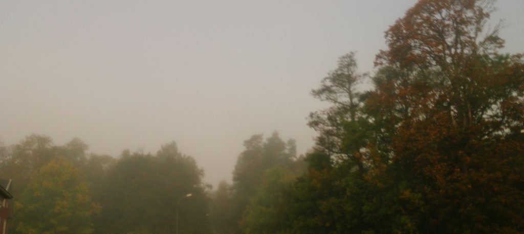 Dimman hänger i trädtopparna.