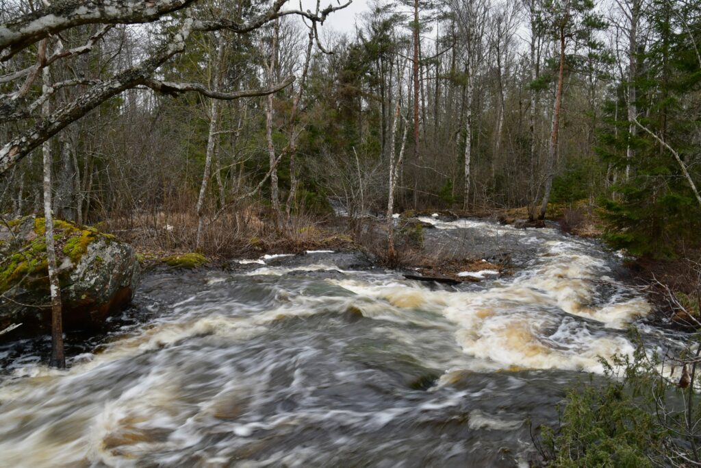 Nötån ner vid Blankaström. Vattenflödet har avtagit lite på senaste tiden, men fortfarande är det bra fart.