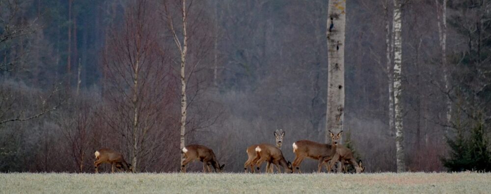 Vädret i Fågelfors, Småland.