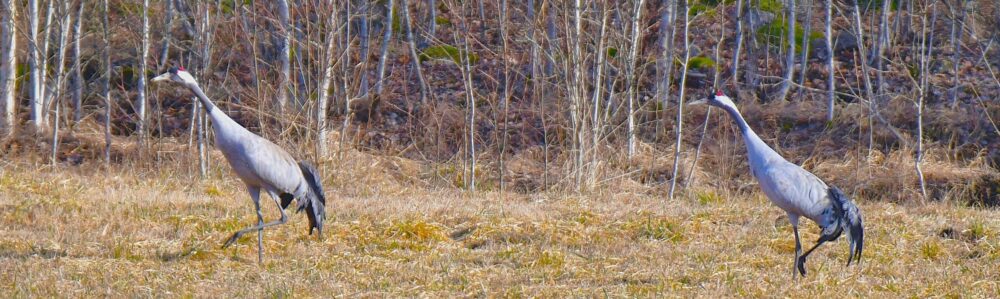 Vädret i Fågelfors, Småland.