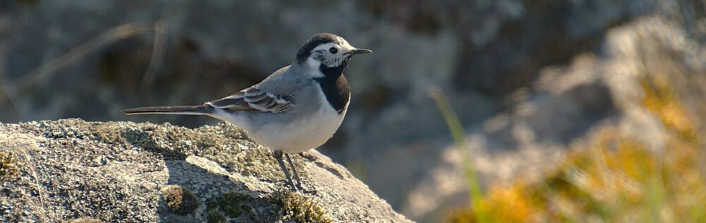 Vädret i Fågelfors, Småland.